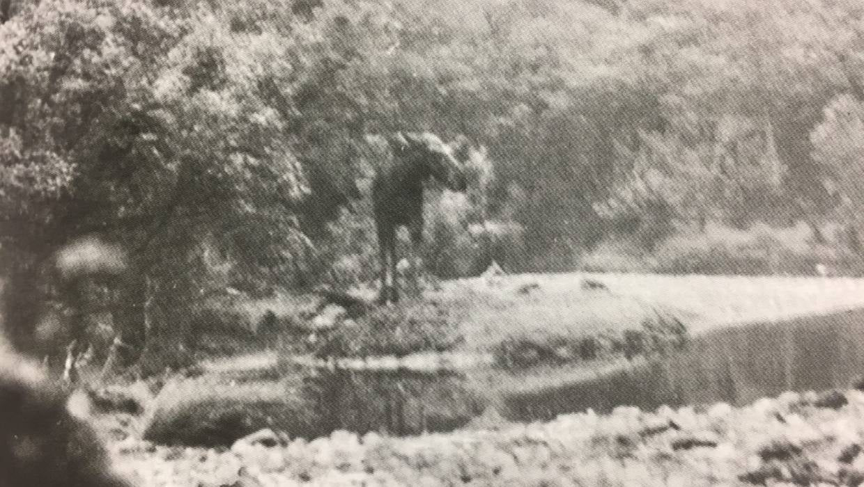 Moose Spotted! & Update